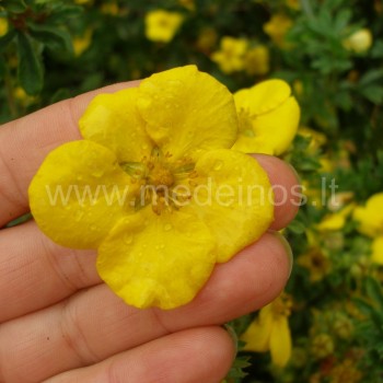 Potentilla fruticosa 'Goldstar'