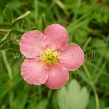 Potentilla fruticosa 'Lovely Pink'