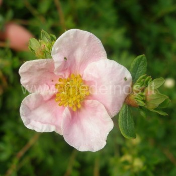 Potentilla fruticosa 'Princess'