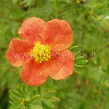 Potentilla fruticosa 'Red Ace'