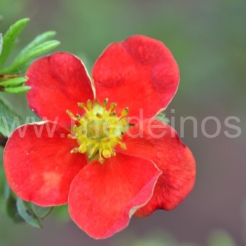 Potentilla fruticosa 'Red Lady'