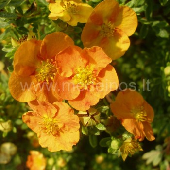 Potentilla fruticosa 'Tangerine'