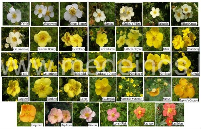 KRŪMINĖ SIDABRAŽOLĖ - GRAŽUS IR NEREIKLUS KRŪMAS