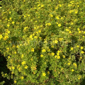 Potentilla fruticosa