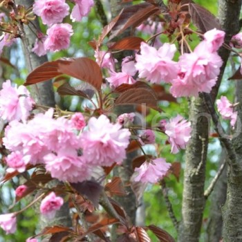 Smailiadantė vyšnia (Prunus serrulata) 'Royal Burgundy'