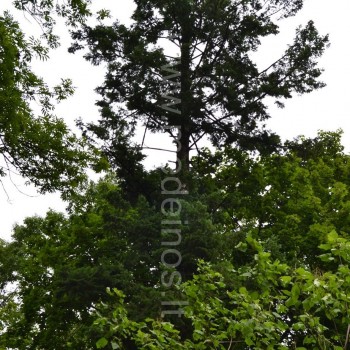 pseudotsuga-menziesii