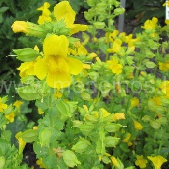 Mimulus