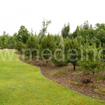 Kalninės ir paprastosios pušys