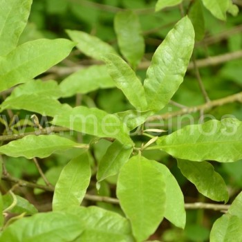 Malksninis ąžuolas - Quercus imbricaria