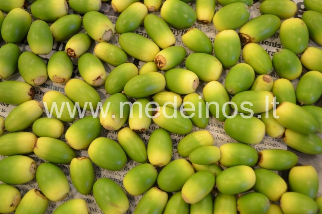 Paprastasis ąžuolas