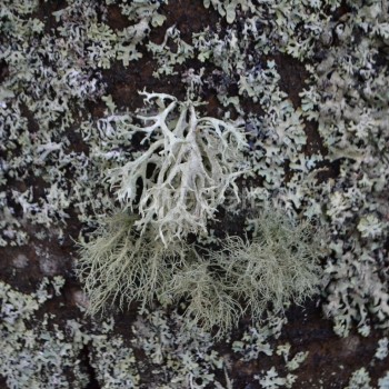 ramalina-usnea