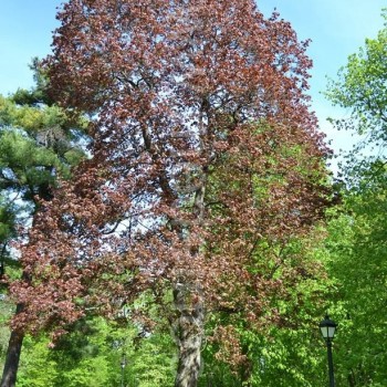 raudonlapė klevo forma