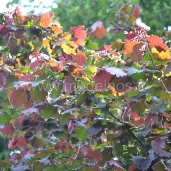 Corylus maxima 'Purpurea'