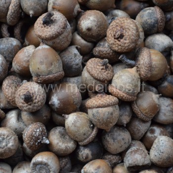 Raudonojo ąžuolo gilės