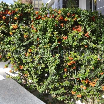 Raudonvaisė dyglainė