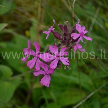 RAUDONŽIEDIS ŠAKINYS (Silene dioica)