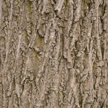 riešutmedžio žievė