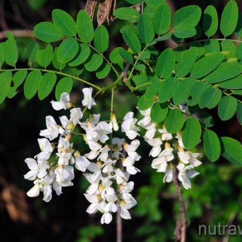 Robinia pseudoacacia