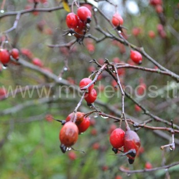 Erškėtis (Rosa sp.)