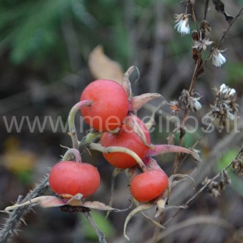 Raukšlėtalapis erškėtis (Rosa rugosa)