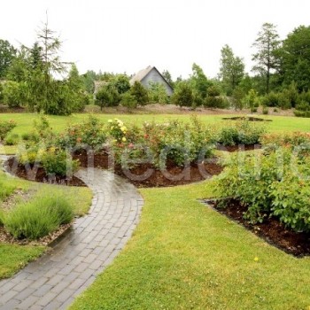 Rožės ir levandos - klasikinis derinys