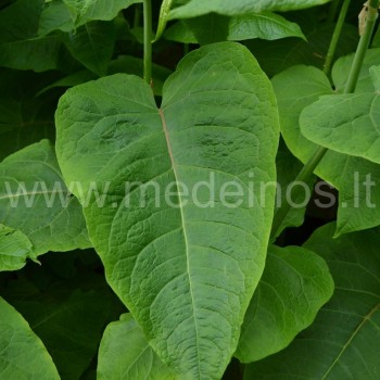 Sachalininis pelėvirkštis (Fallopia sachalinensis)