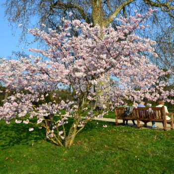 Pilnavidurė rožinė sakura