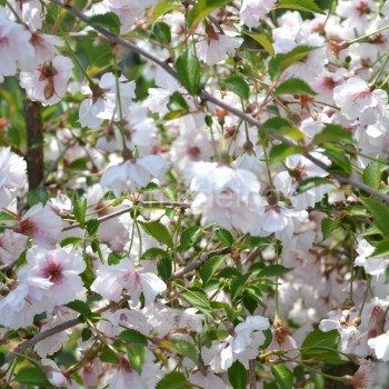 Sakura ‘Hally Jolivette‘