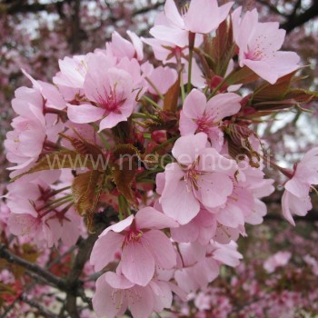 Sakura 'Hisakura'