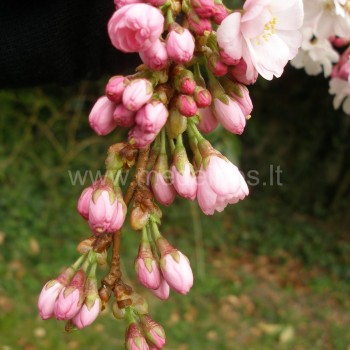 sakura ‘Accolade’