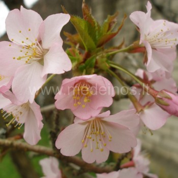 Prunus nipponica var. kurilensis 'Ruby'