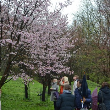 Sakuros VU Botanikos sodo Vingio skyriuje