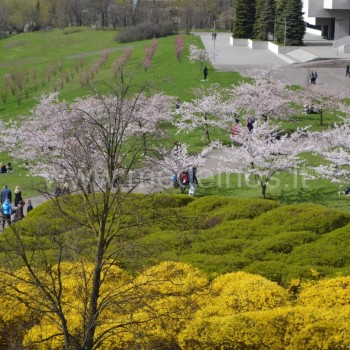 Sakuros ir forsitijos