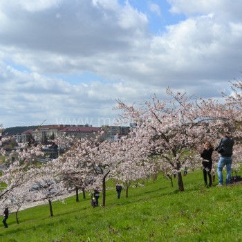 Č.Sugiharos sakurų sodas Vilniuje