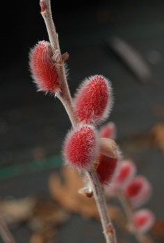 Salix chaenomeloides 'Mt.Asama'