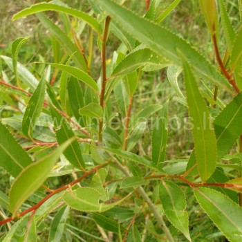 Salix