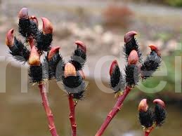 Salix gracilistyla var. melanostachys