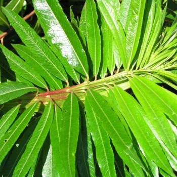 Salix udensis 'Sekka'