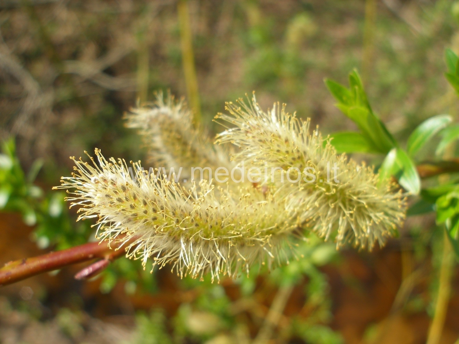 KARKLAI, GLUOSNIAI IR BLINDĖ ŽADINA PAVASARĮ