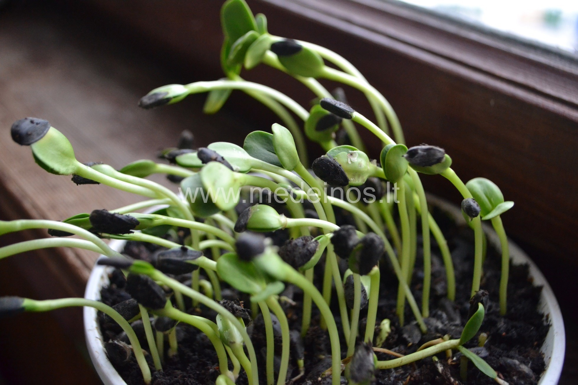 Daržas ant palangės - saulėgrąžų daigai