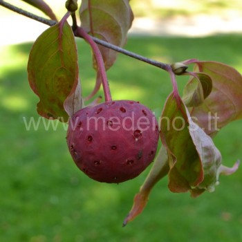 Japoninės sedulos uoga