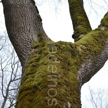 Senas paprastasis klevas