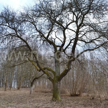 Senas vaismedžių sodas