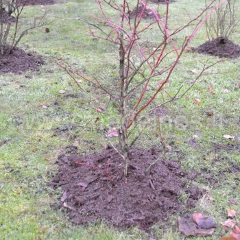 Šilauogės (Blueberry)