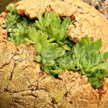 Šilropės gali augti netikėtose vietose