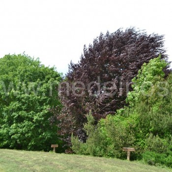 Skinderiskio dendro parkas