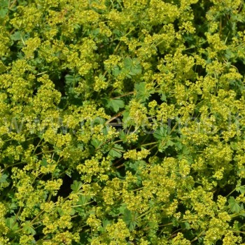 SMAILIAKAMPĖ RASAKILA (Alchemilla acutiloba)