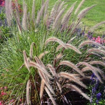 soruolės ‘Rubrum’ lapai