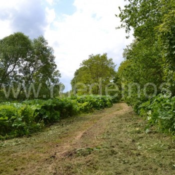 Sosnovskio barštis (Heracleum sosnowskyi)