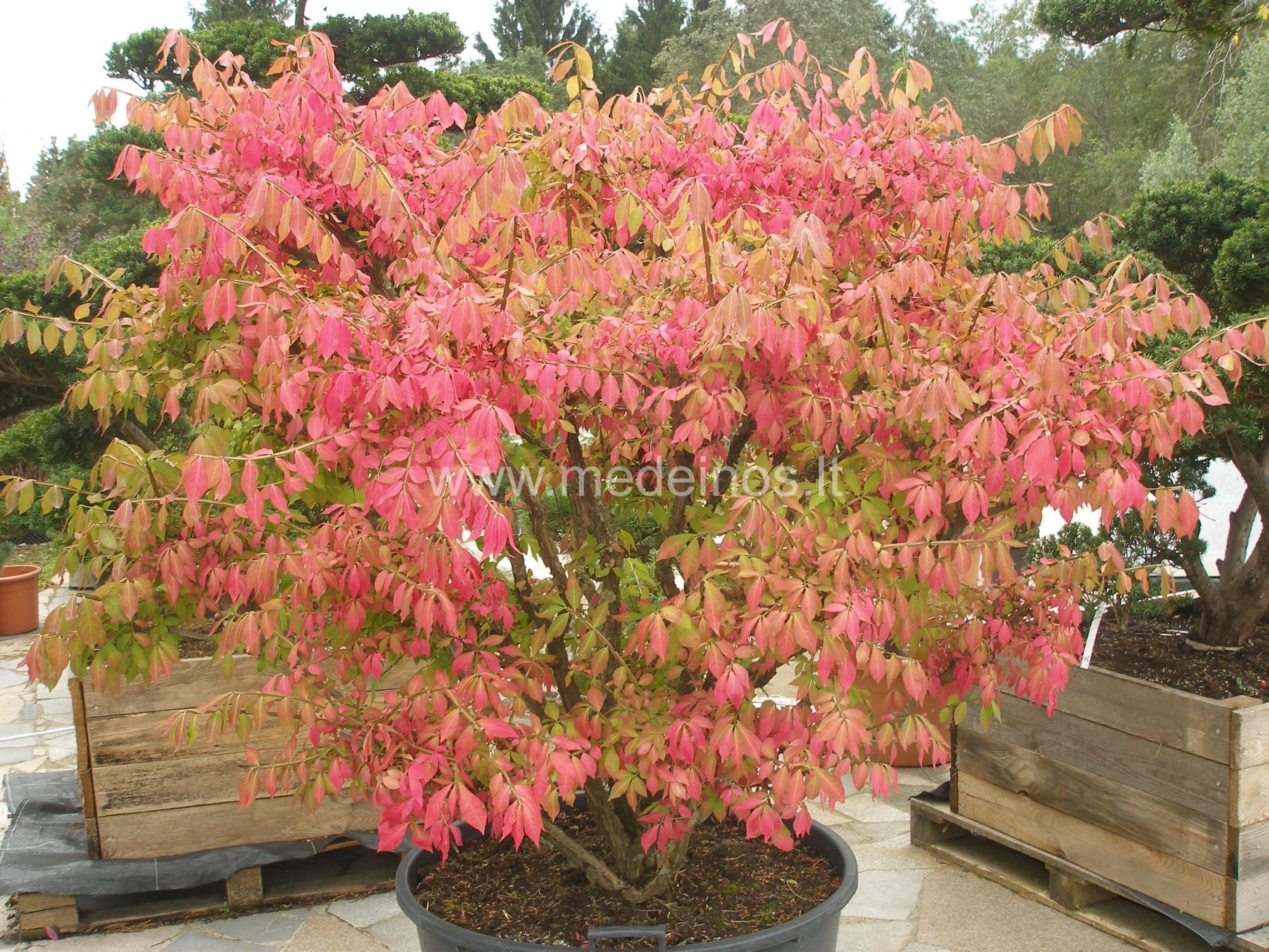 NEREIKLŪS IR PUOŠNŪS OŽEKŠNIAI